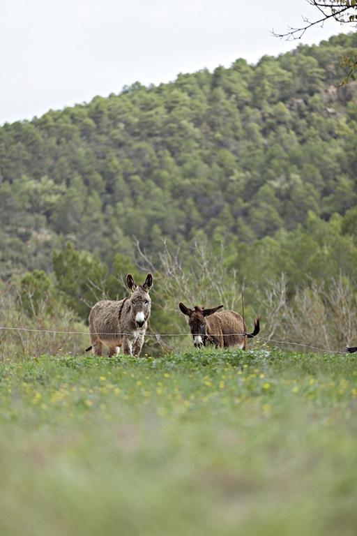 Masia Ca L'Anima Hotel La Baronia de Rialb Værelse billede